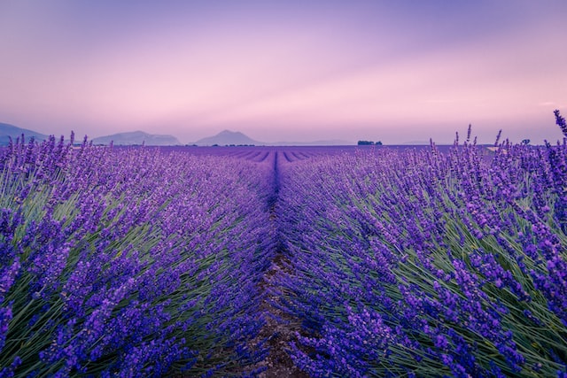 Champs de lavande en Provence