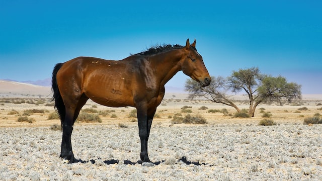 Cheval Namibien