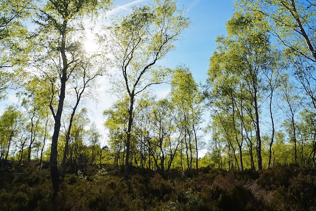 Forêt de Fontainebleau