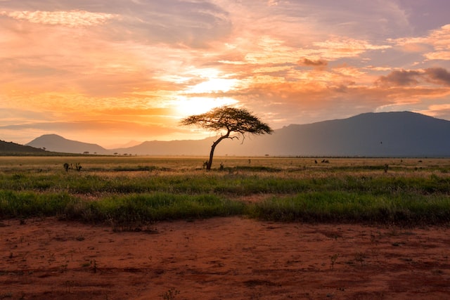 Parc national de Tsavo au Kenya