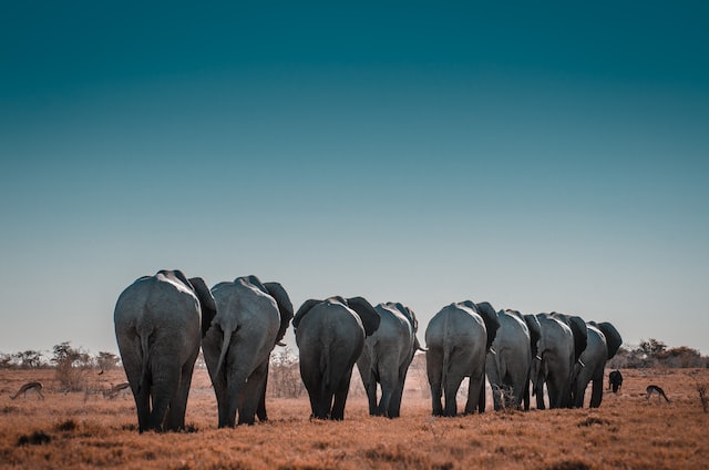 Elephants de Namibie