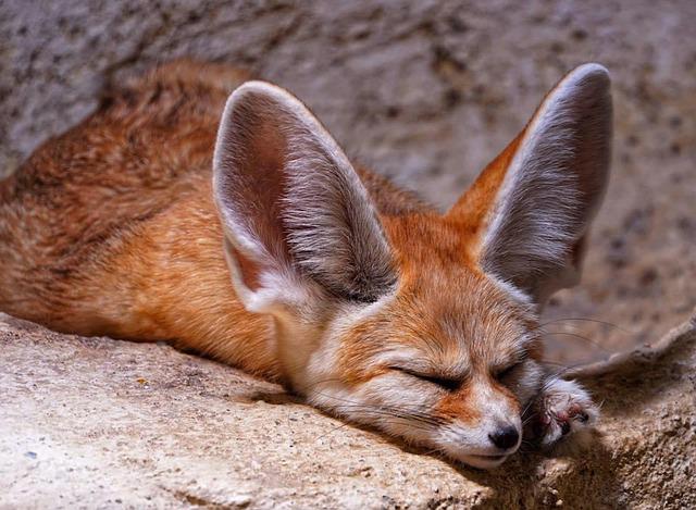 fennec