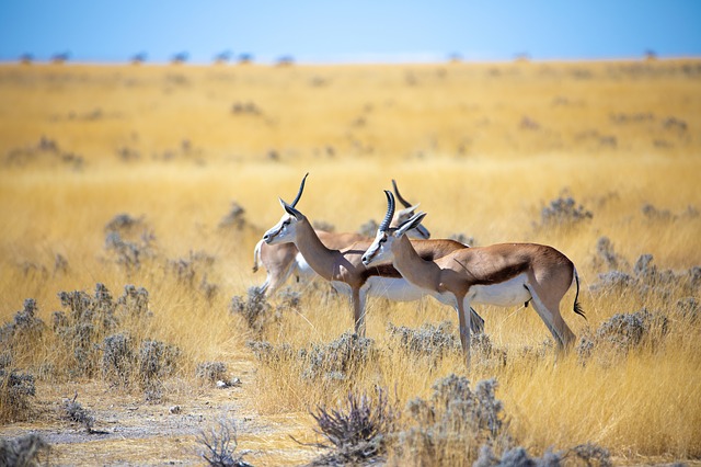 Oryx gazelle