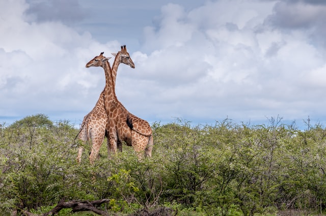 girafes voyage en namibie