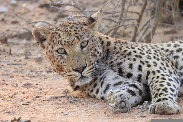 léopard namibie