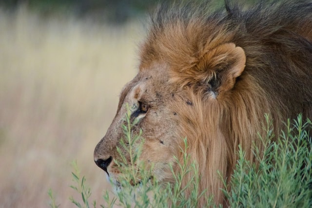 Lion du désert de Namib