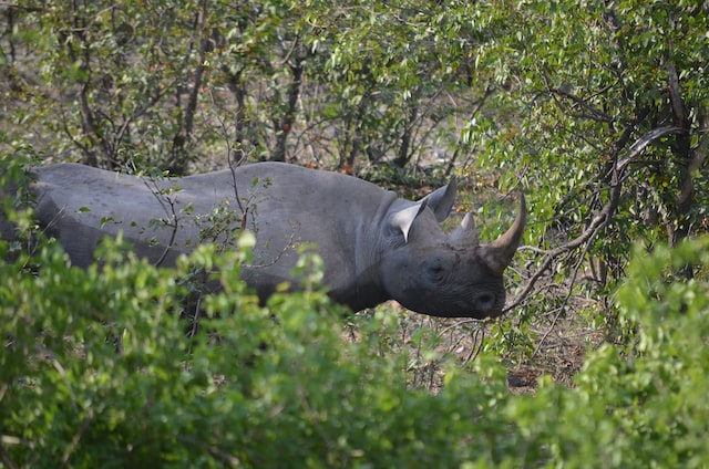 rhinocéros blanc