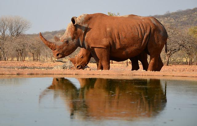 rhinocéros de namibie