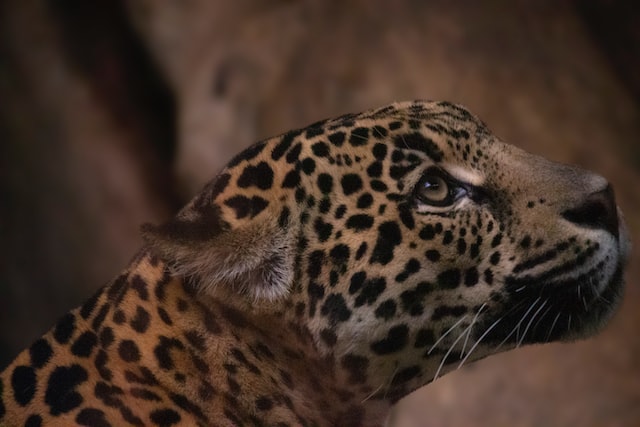 Jaguar Costa Rica