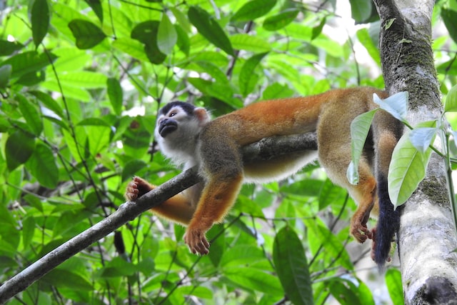 Parc National Corcovado Costa Rica