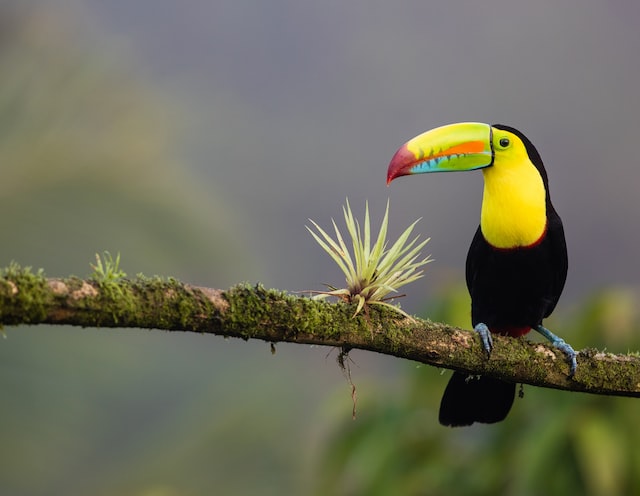 toucan des forêts tropicales