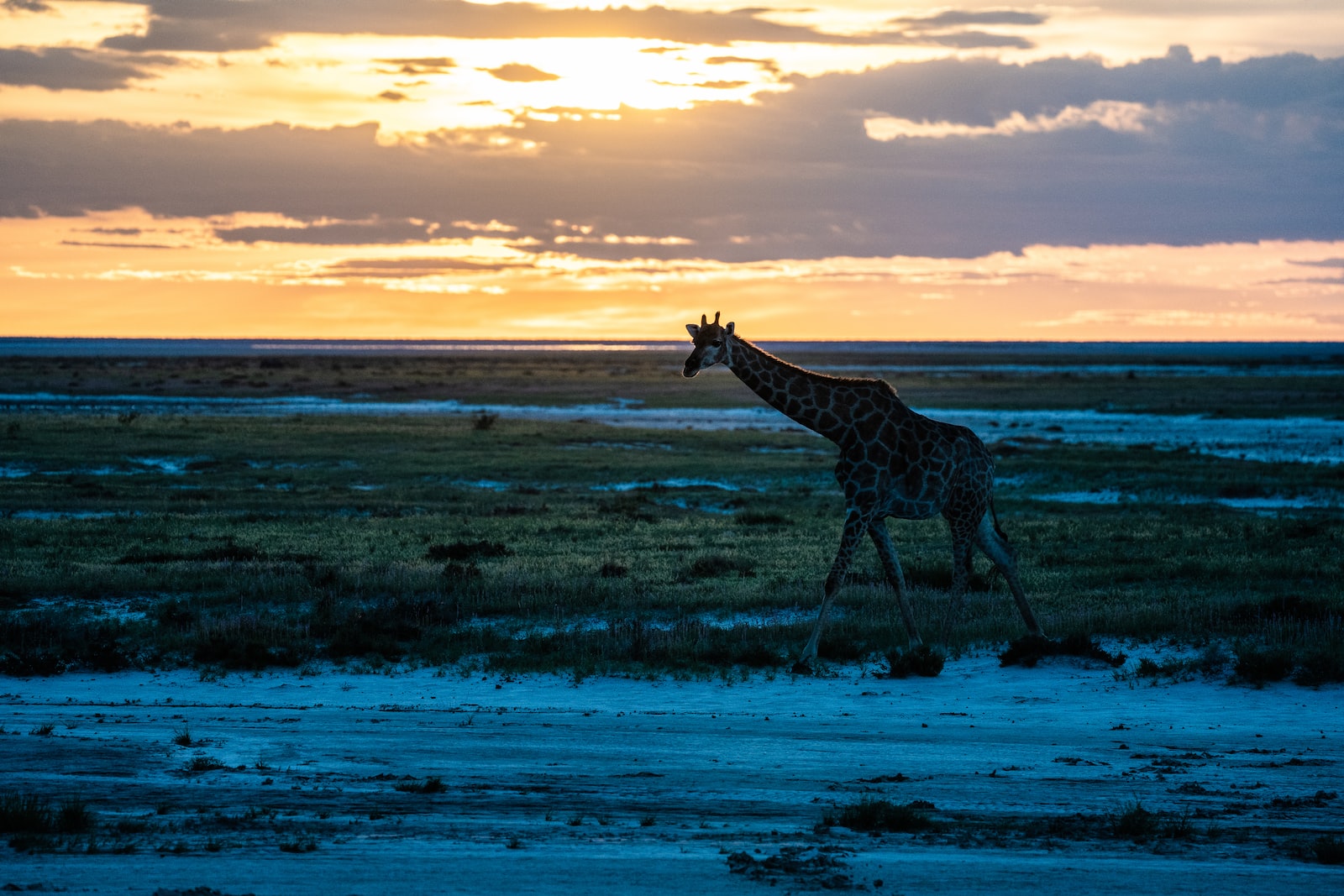 Parc d'Etosha en Namibie